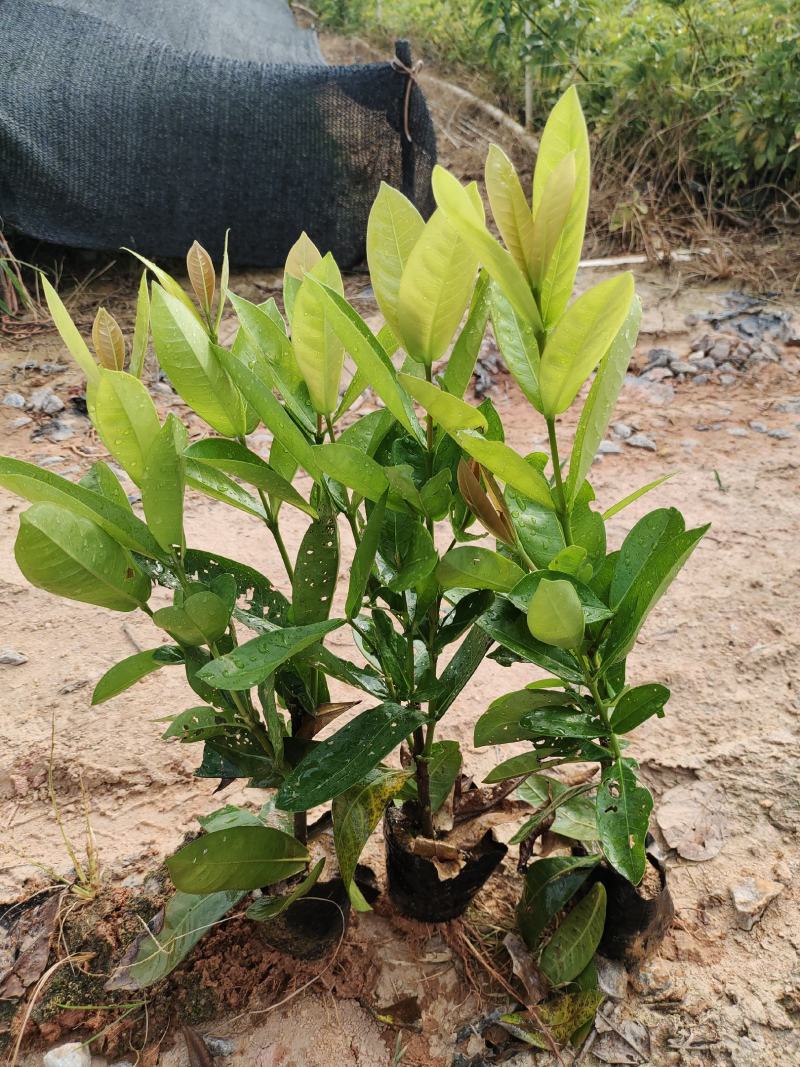 5斤袋大叶龙船花，枝条多，品质好，价格优惠，诚信经营，