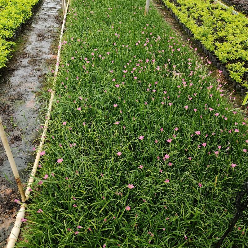 5斤袋大叶龙船花，枝条多，品质好，价格优惠，诚信经营，