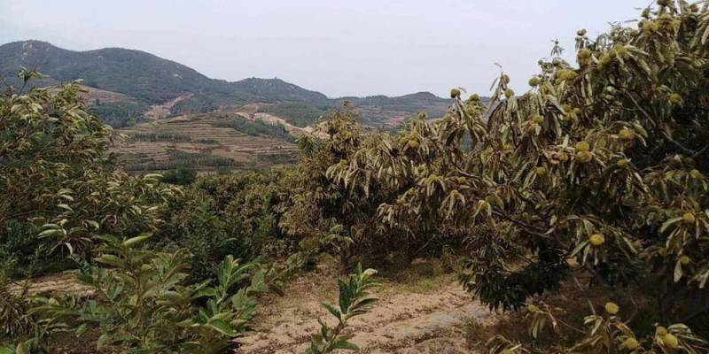 无公害人工挑选板栗