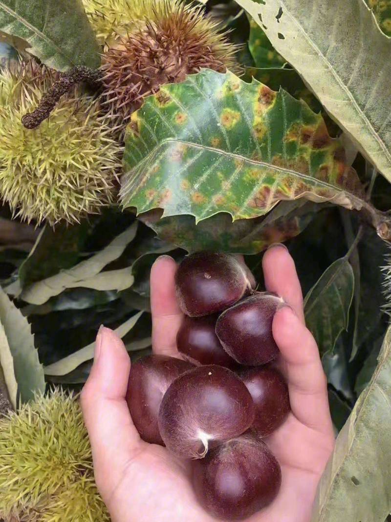 无公害人工挑选板栗