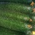 山东优质黄瓜
