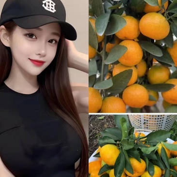 湖北南丰蜜橘，小叶蜜桔，大量供应！口感货源充足！