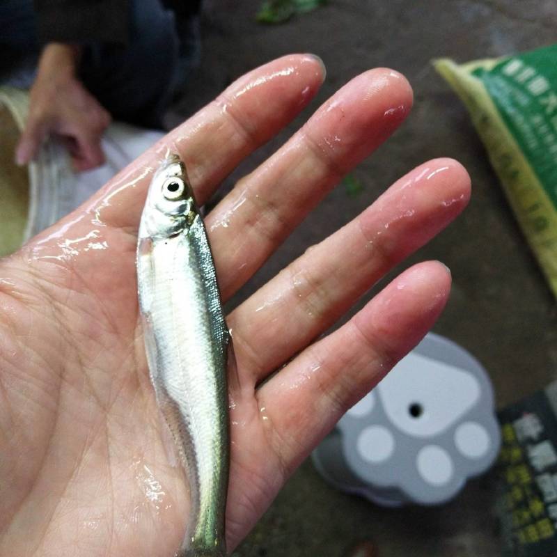 翘壳鱼苗，渔场发货，可视频看货支持线上保障交易