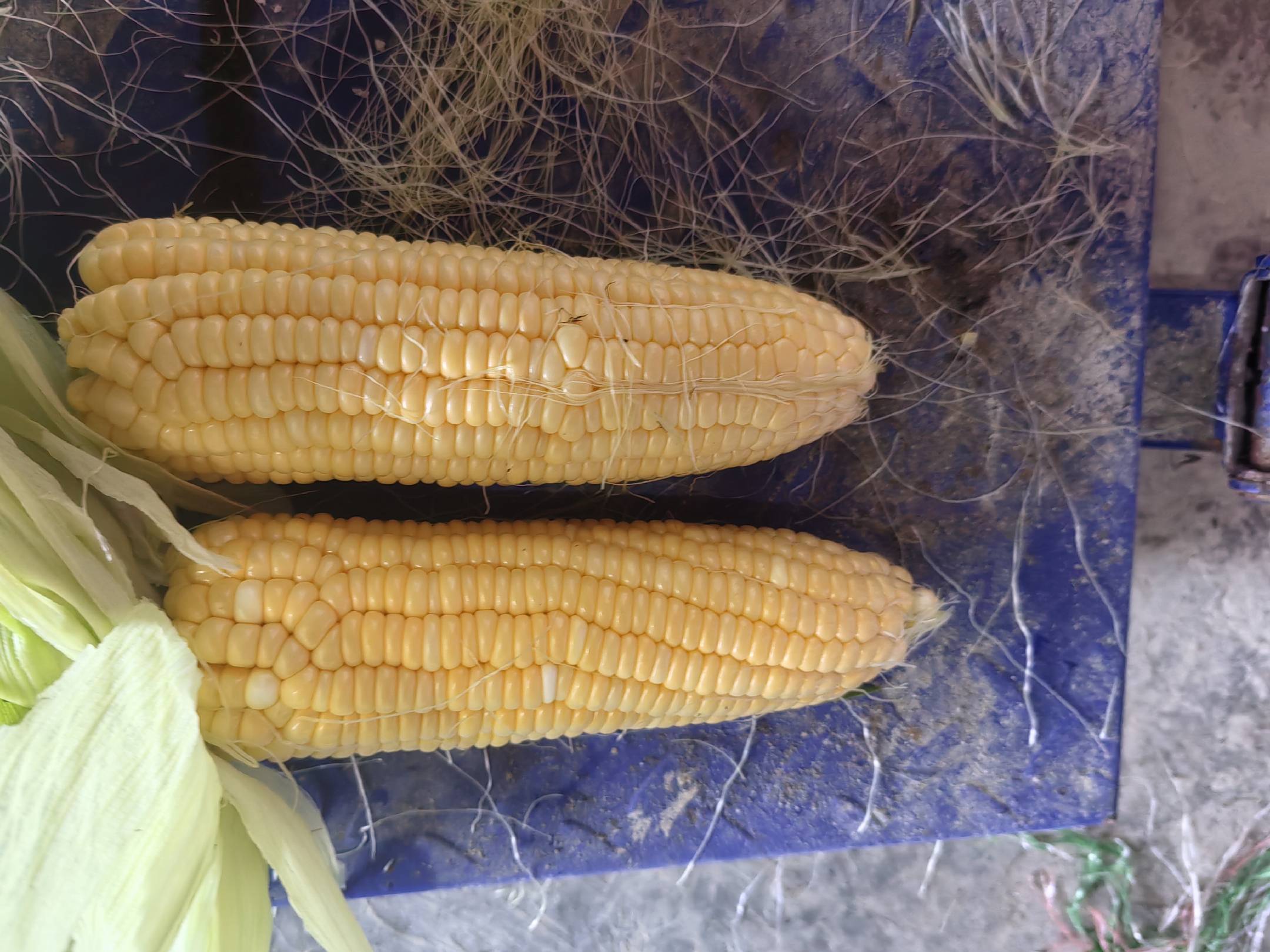 新鲜甜玉米展示图