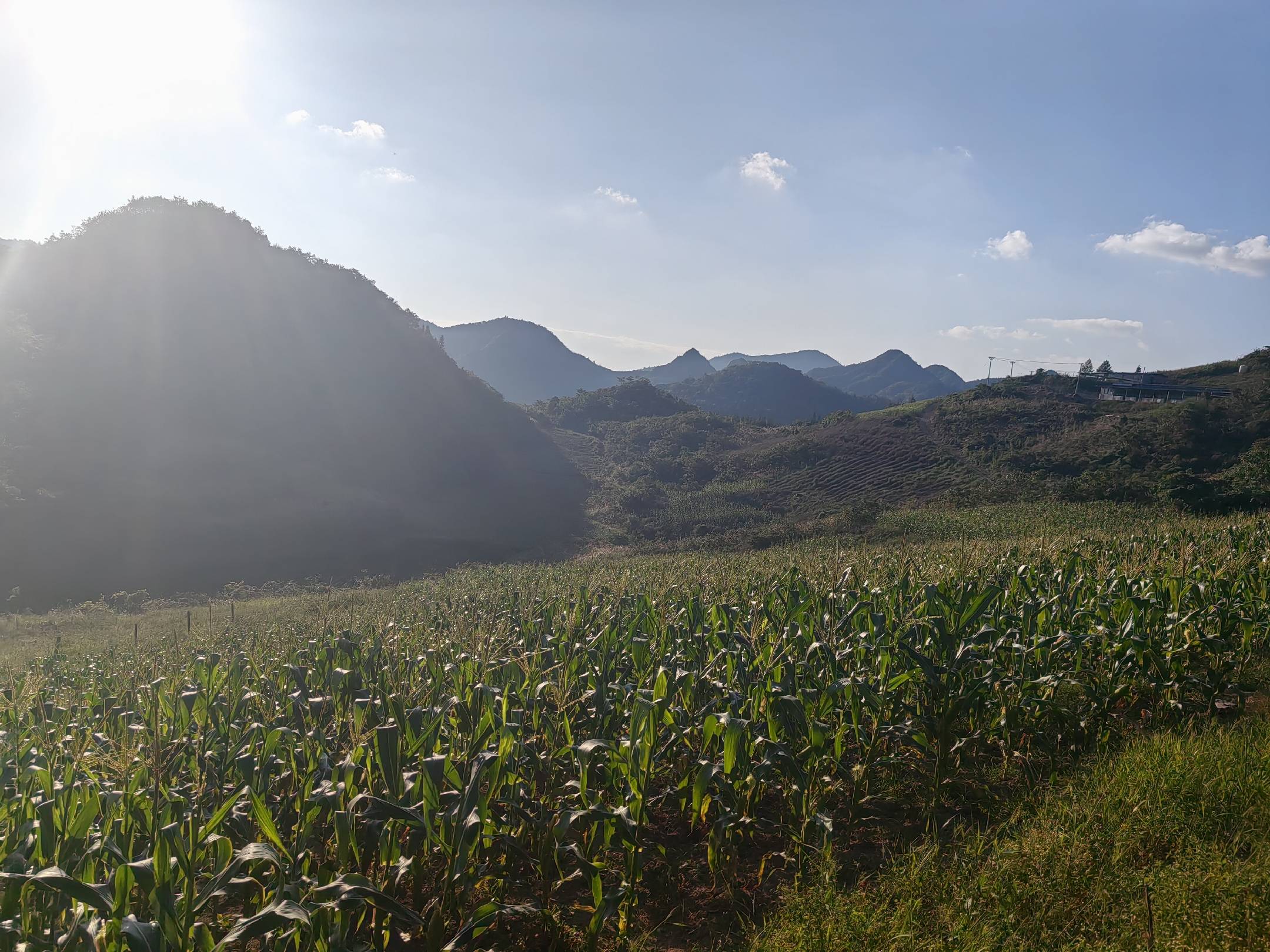 云南丽江玉龙县高山种植基地,阳光明媚,黑玛卡正在成熟 黑玛卡种植地