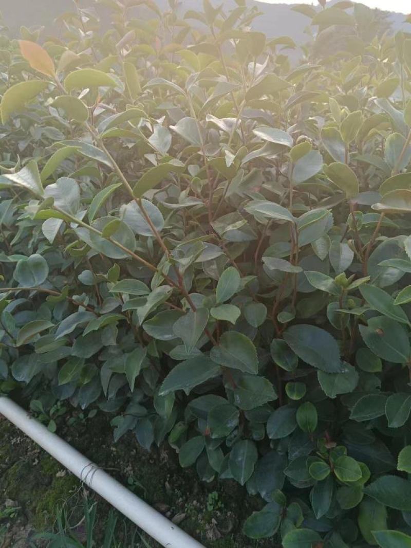 长期出售八角苗各种苗木，一年两年苗基地供货一手货源