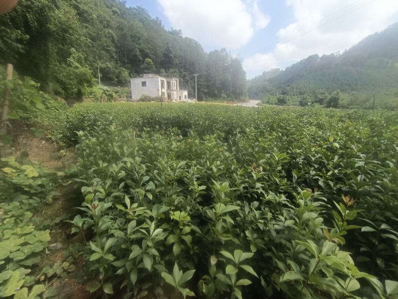 长期出售八角苗各种苗木，一年两年苗基地供货一手货源