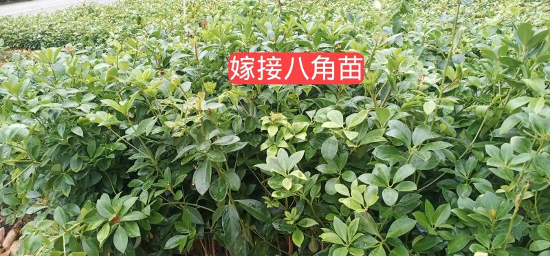 长期出售八角苗各种苗木，一年两年苗基地供货一手货源