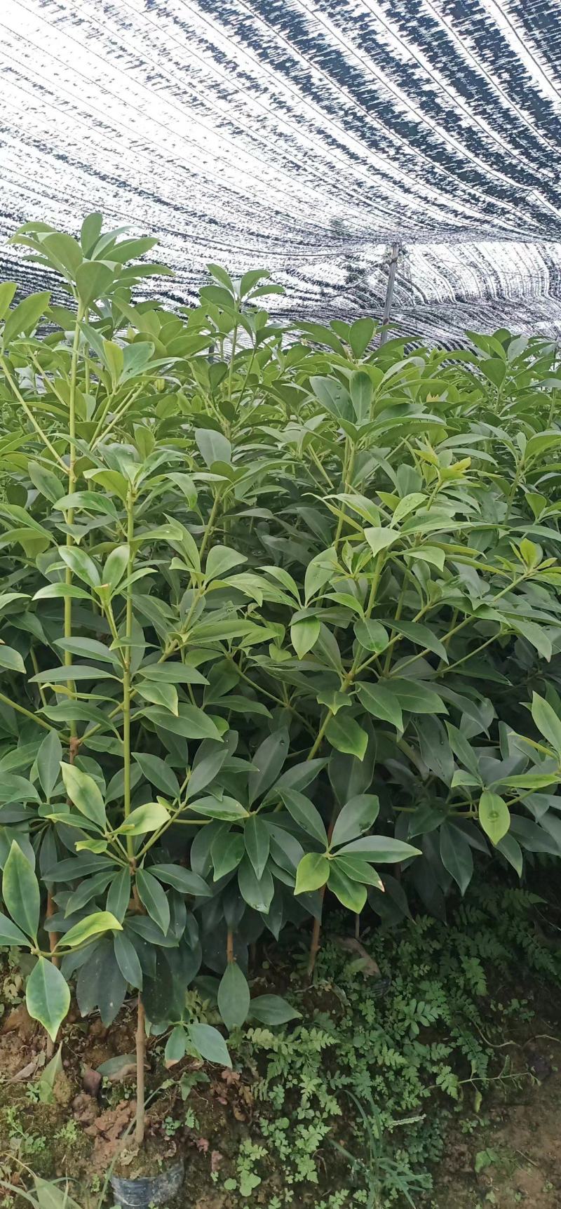 长期出售八角苗各种苗木，一年两年苗基地供货一手货源
