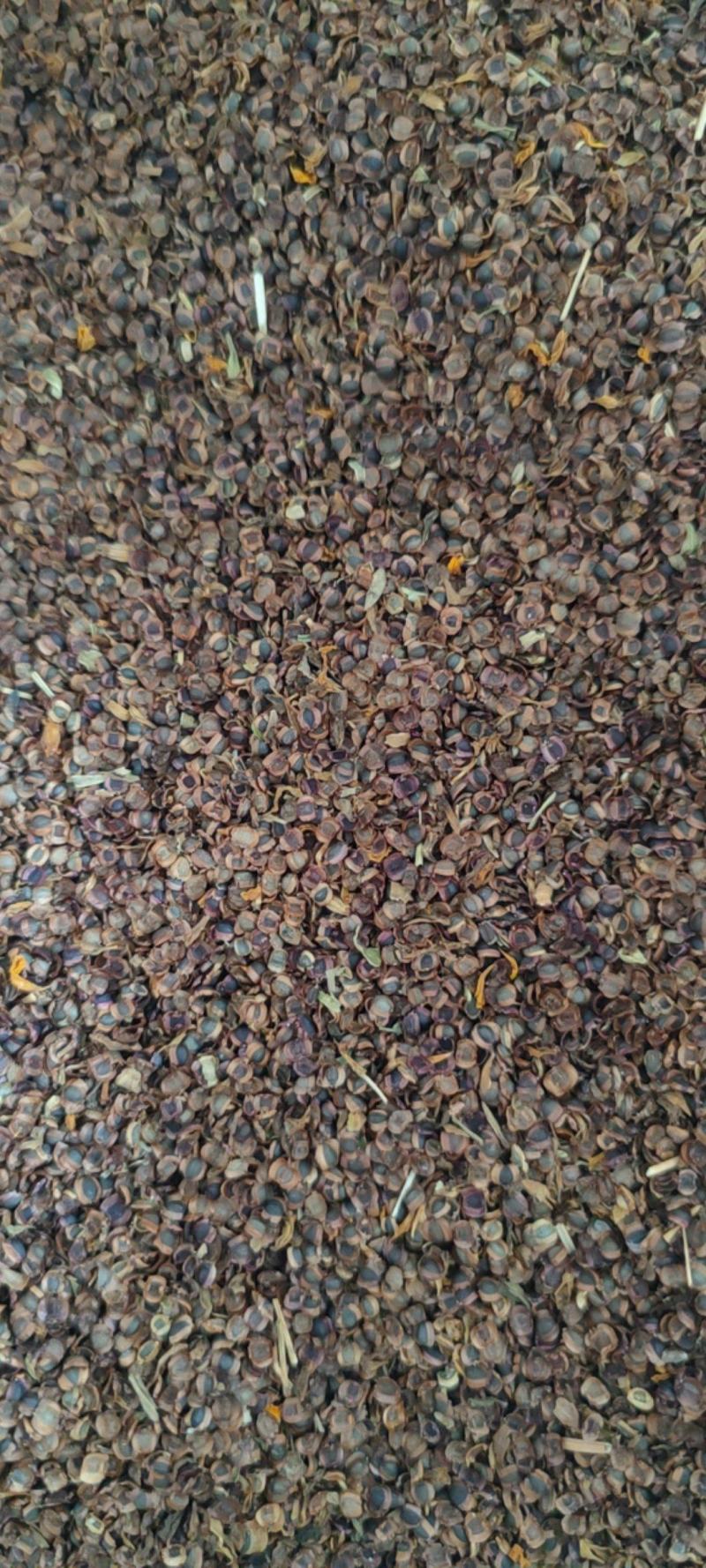 23年新产重瓣矮杆金鸡菊，纯度好！