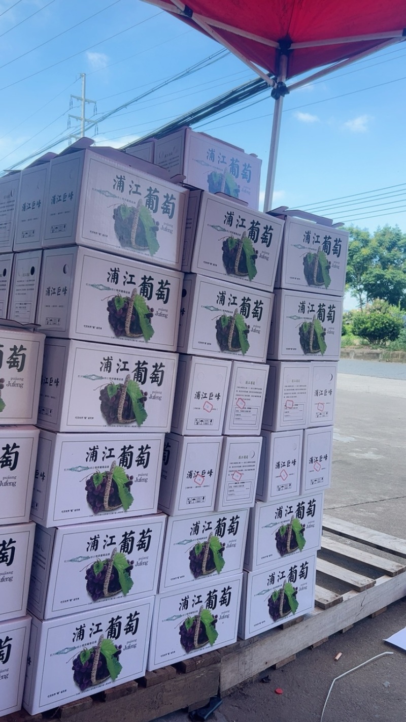 会跳舞的浦江巨峰支持整车发货、落地配、一件代发