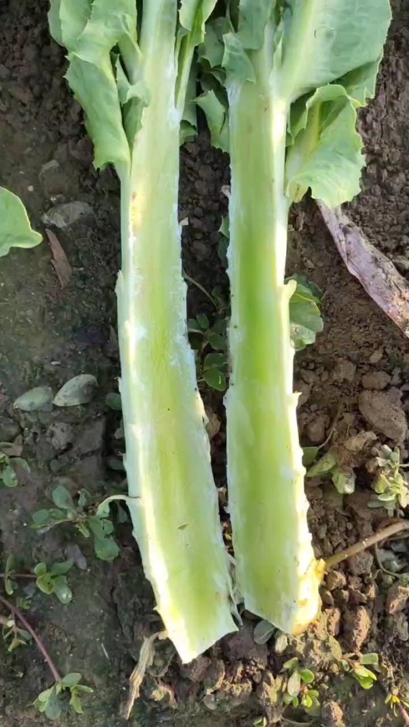河北定州青皮青肉莴笋上市，干青，叶绿，需要的老板下单联系