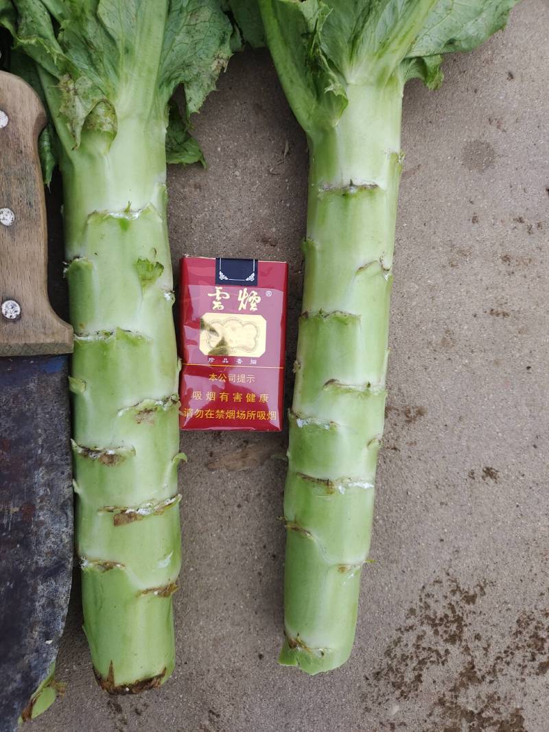 河北定州青皮青肉莴笋上市，干青，叶绿，需要的老板下单联系