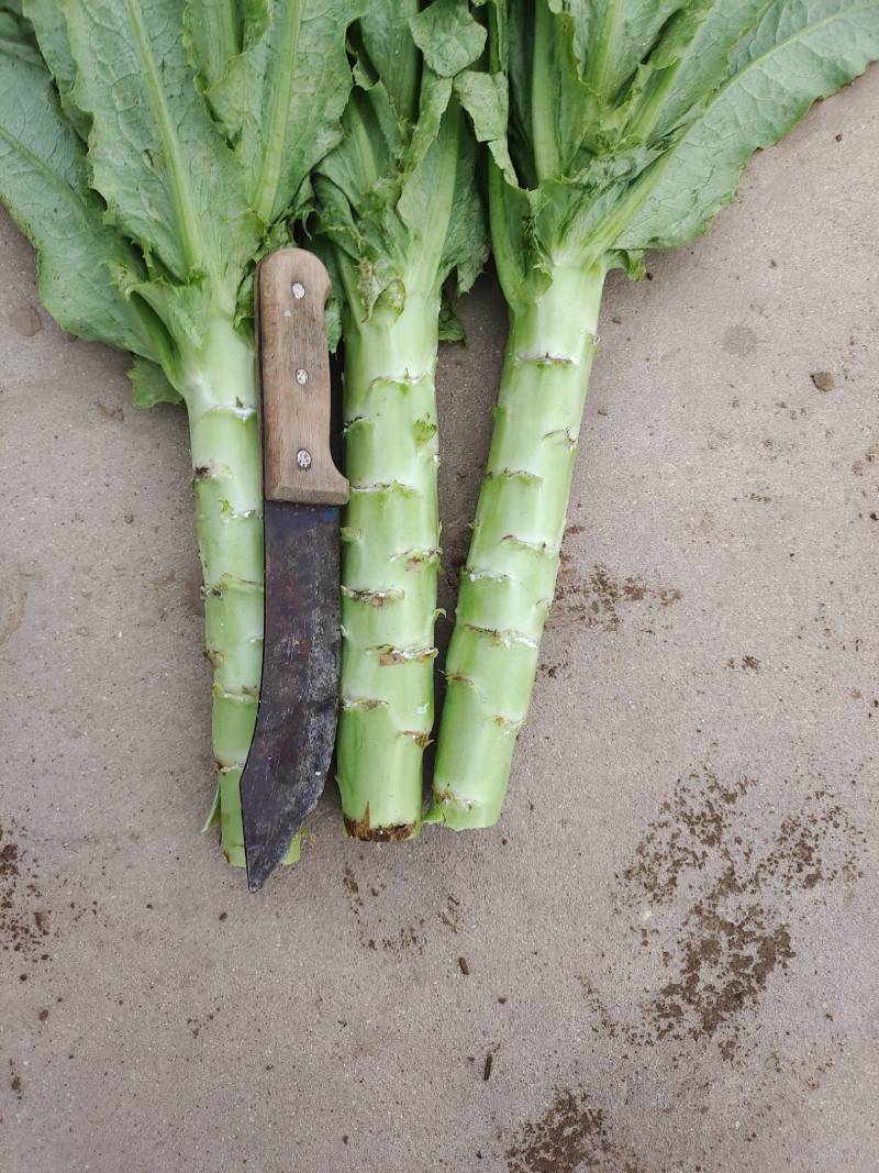 河北定州青皮青肉莴笋上市，干青，叶绿，需要的老板下单联系