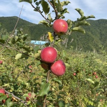 冰红苹果🍎