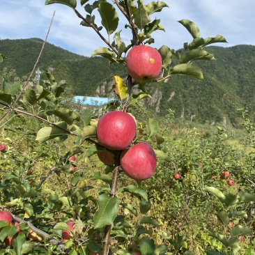 冰红苹果🍎