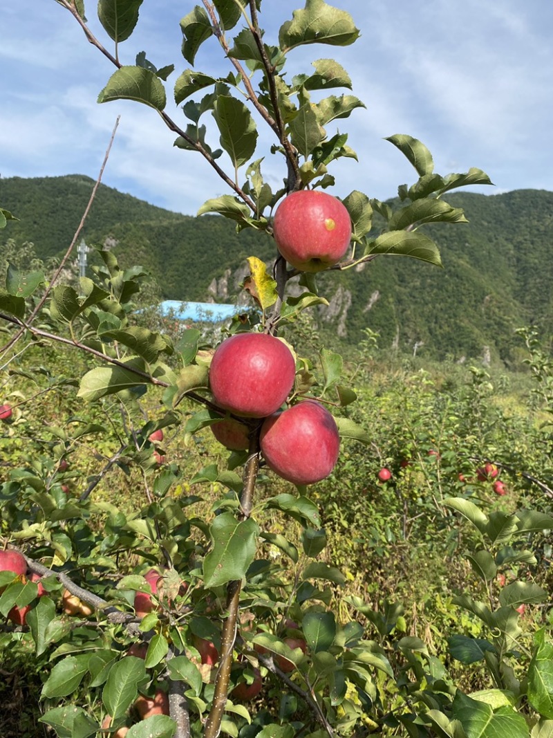 冰红苹果🍎