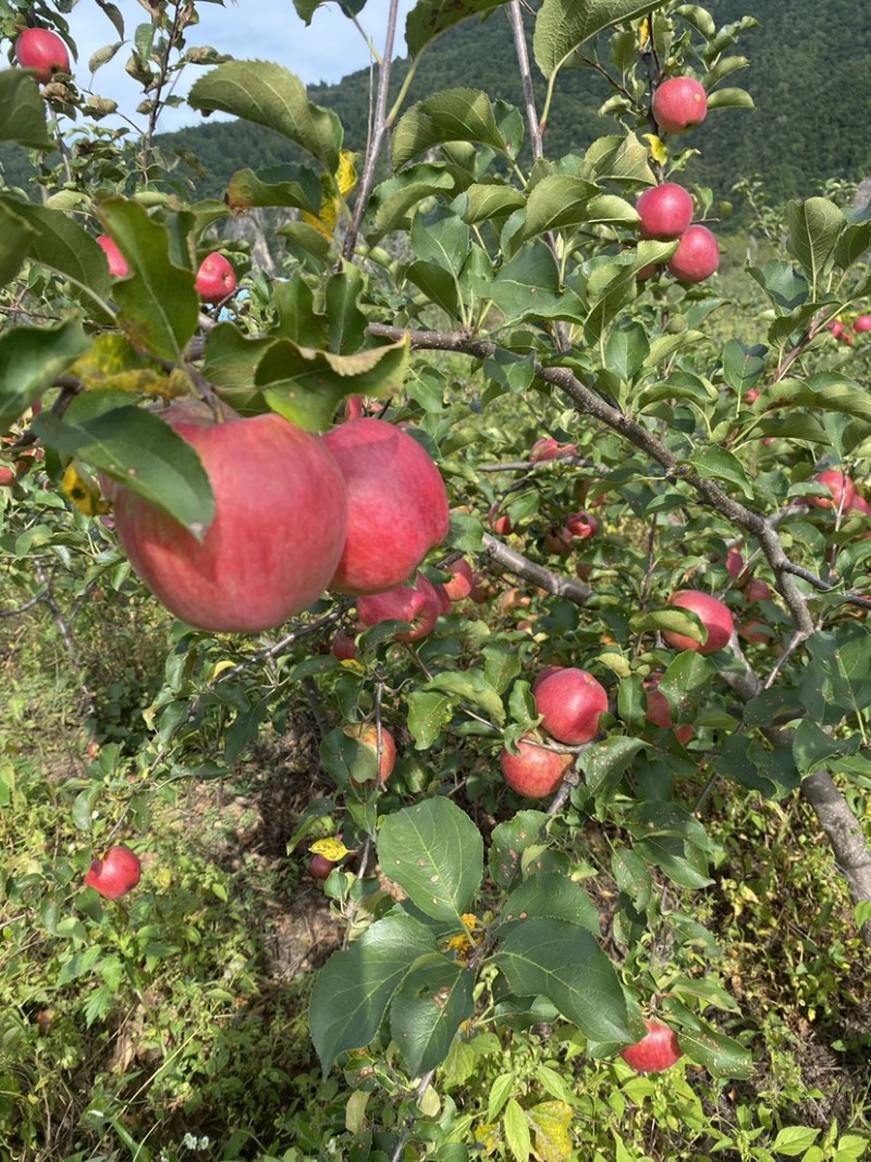 冰红苹果🍎