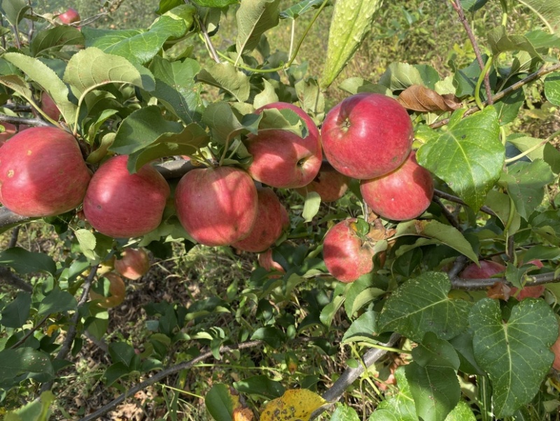 冰红苹果🍎