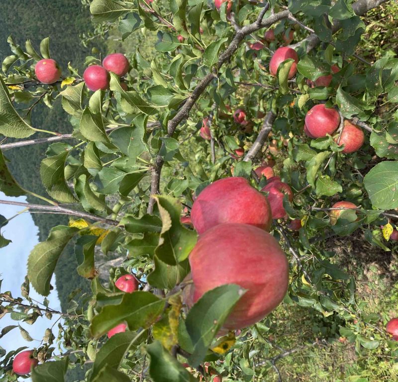 冰红苹果🍎