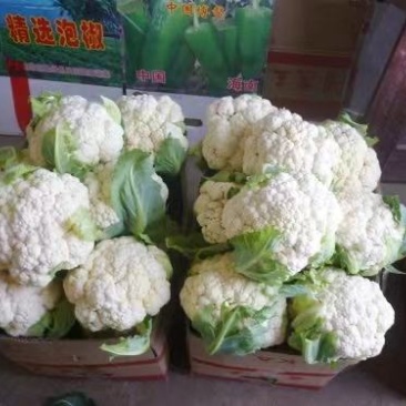 花菜，有机花，散花，松花