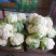 花菜，有机花，散花，松花