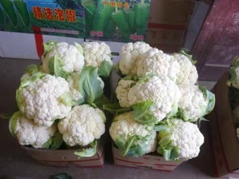 花菜，有机花，散花，松花