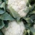 花菜，有机花，散花，松花