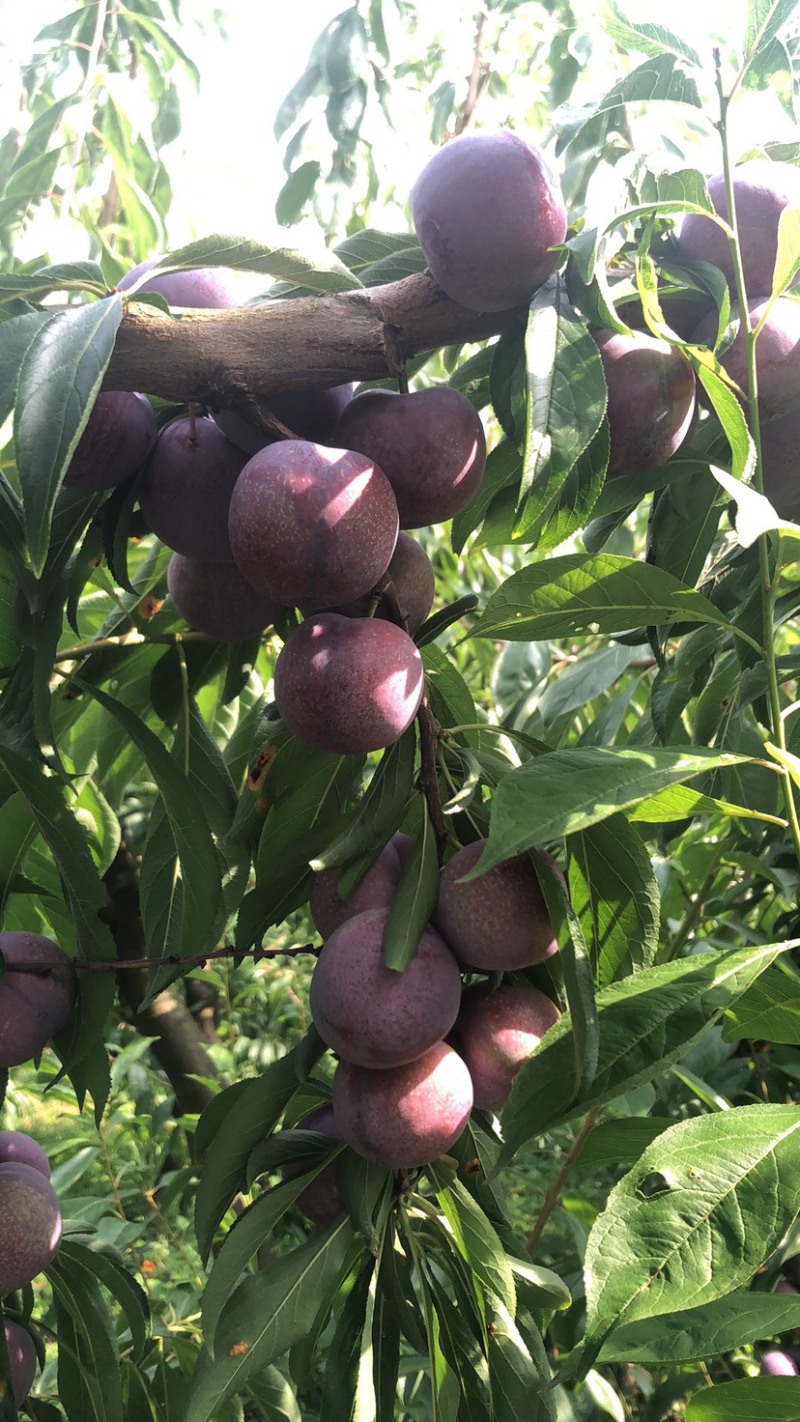 茂县高山红翠