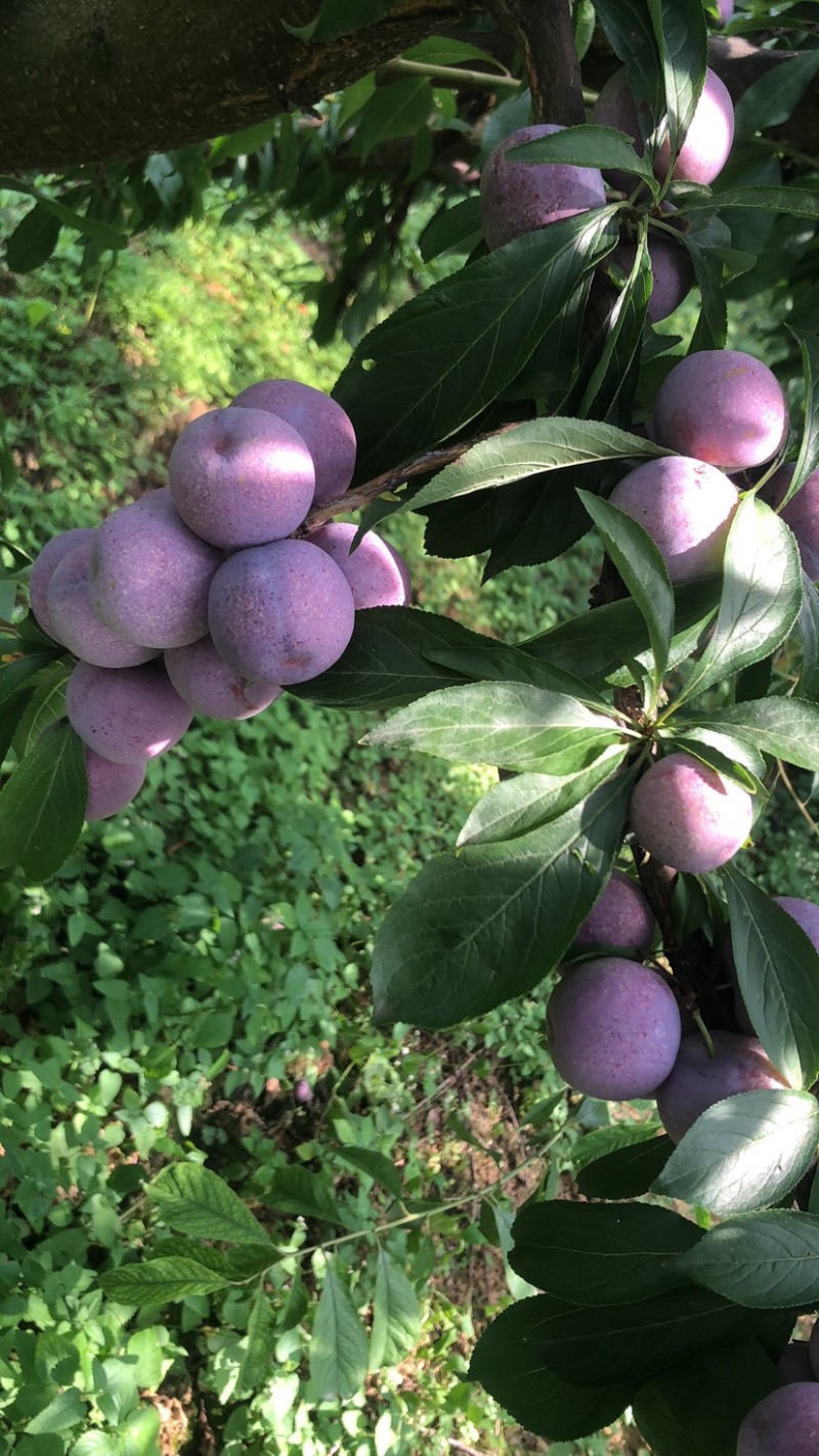 茂县高山红翠