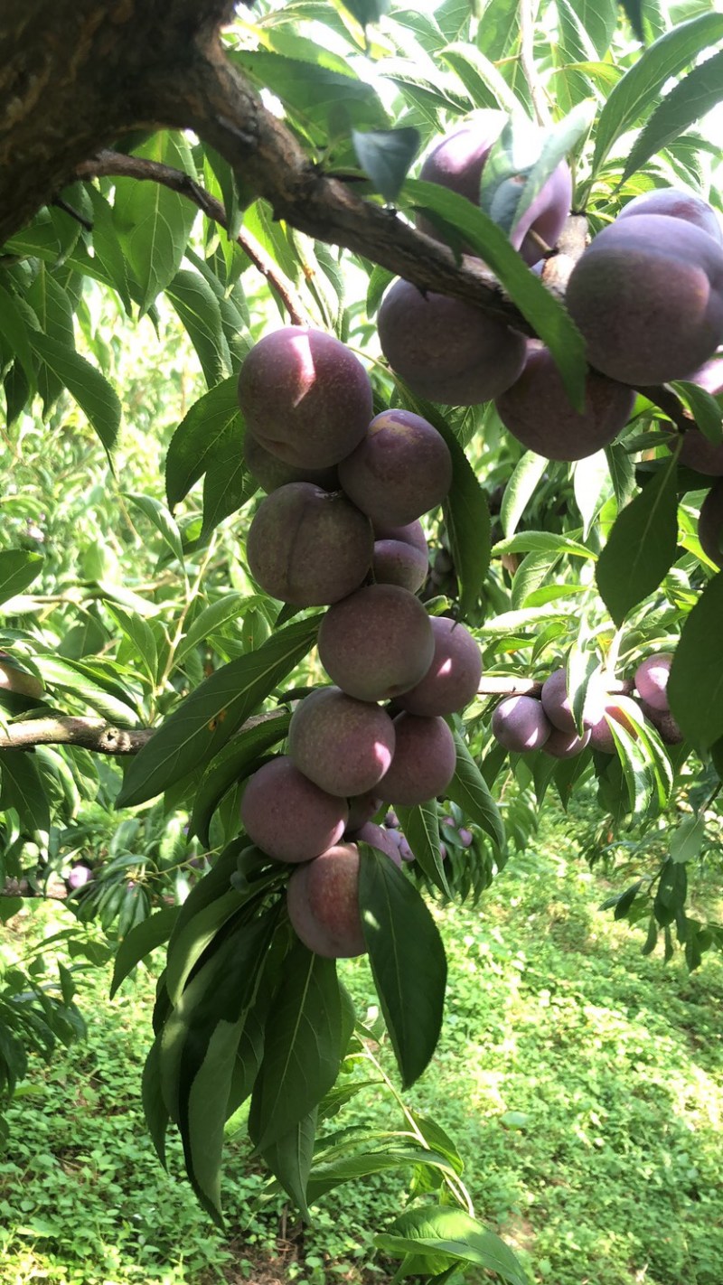 茂县高山红翠