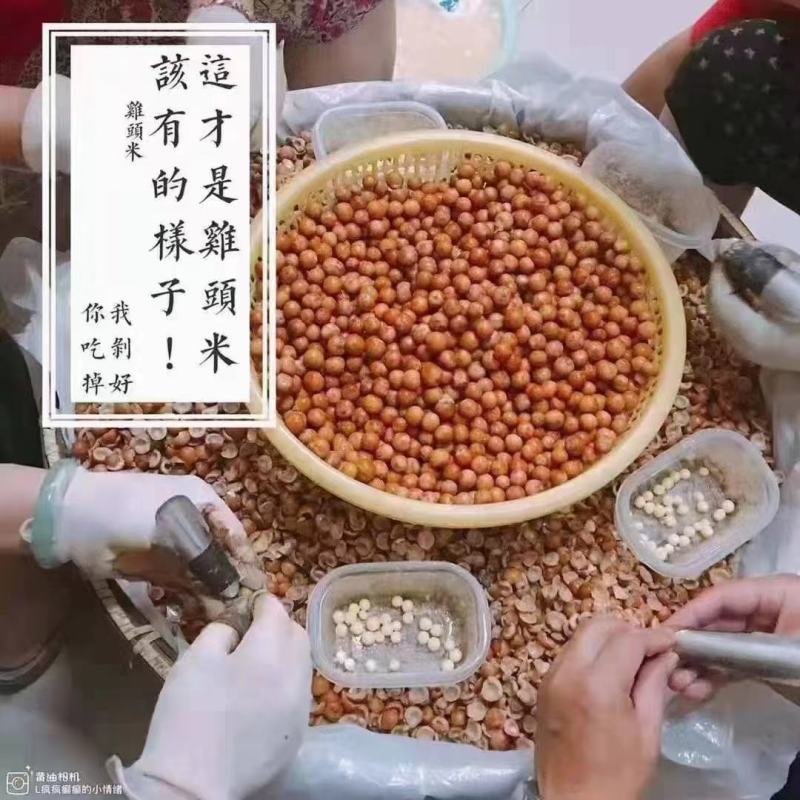 苏州鸡头米芡实米芡实产地直发品质保证全国发货