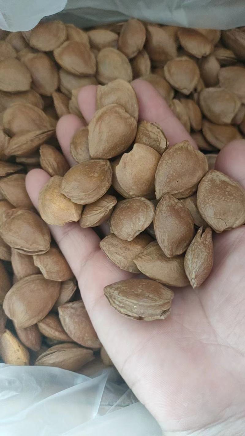【推荐】精品杏核，零食厂家一手货源，全国对接商超，电商！
