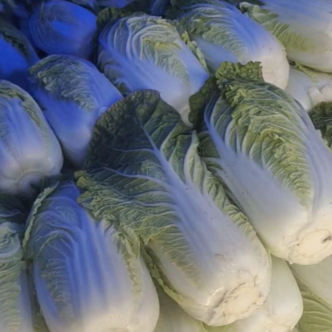 精品大白菜新鲜供应，产地直发量大从优，对接全国