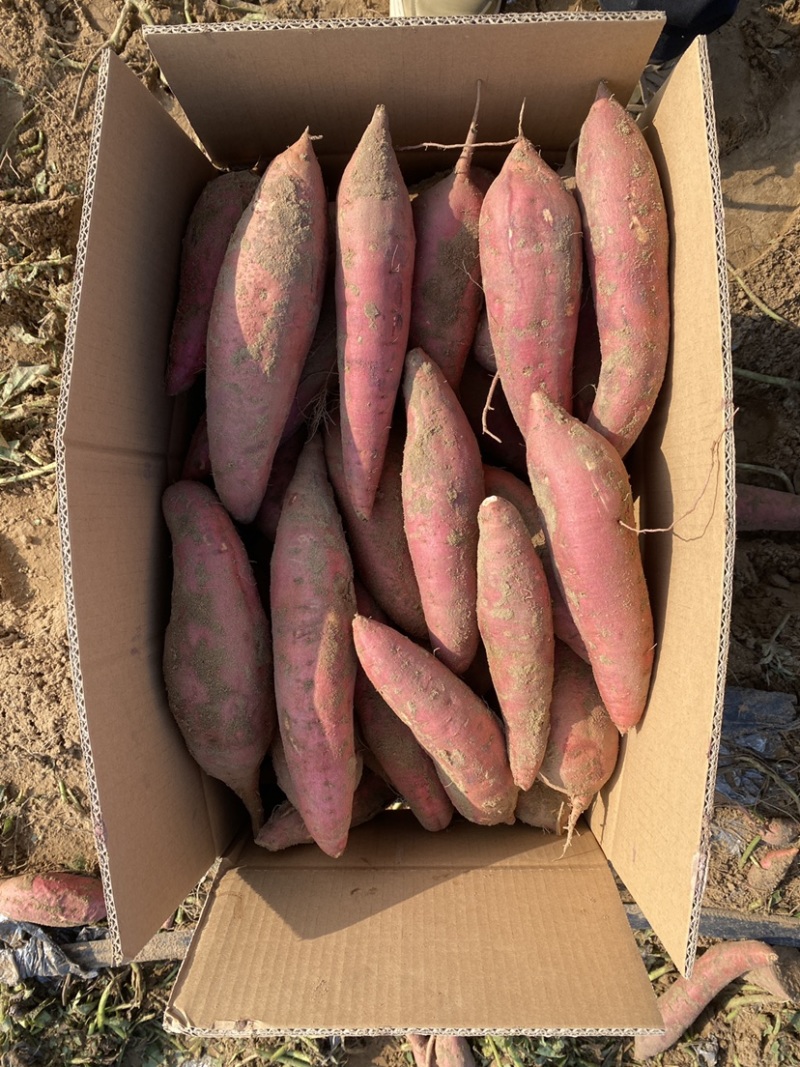 精品沙地蜜薯红薯产地直发一手货源，代发全国欢迎咨询