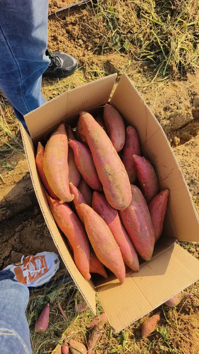 精品沙地蜜薯红薯产地直发一手货源，代发全国欢迎咨询