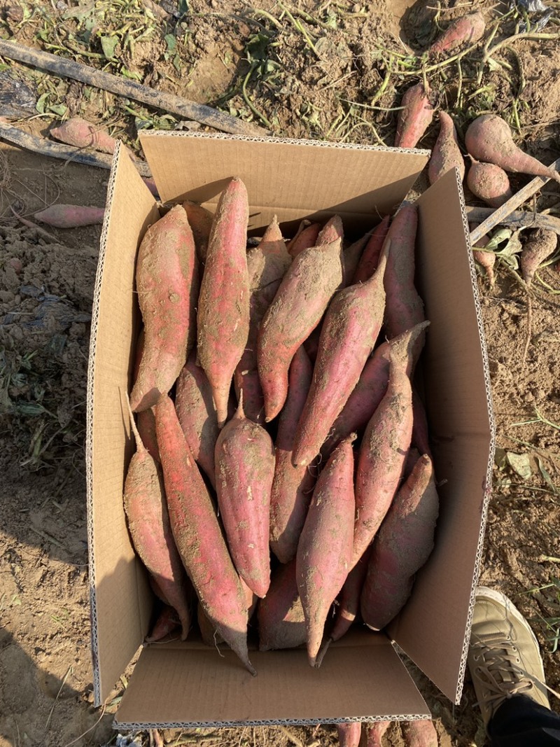精品沙地蜜薯红薯产地直发一手货源，代发全国欢迎咨询