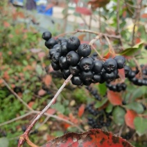 不老莓