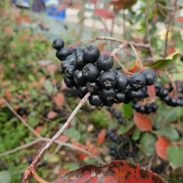 不老莓