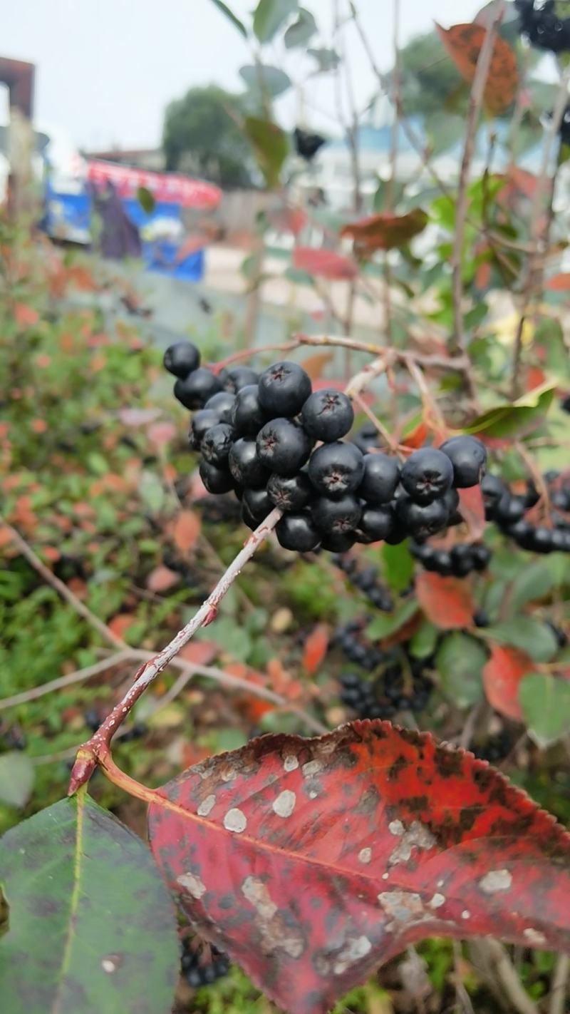 不老莓