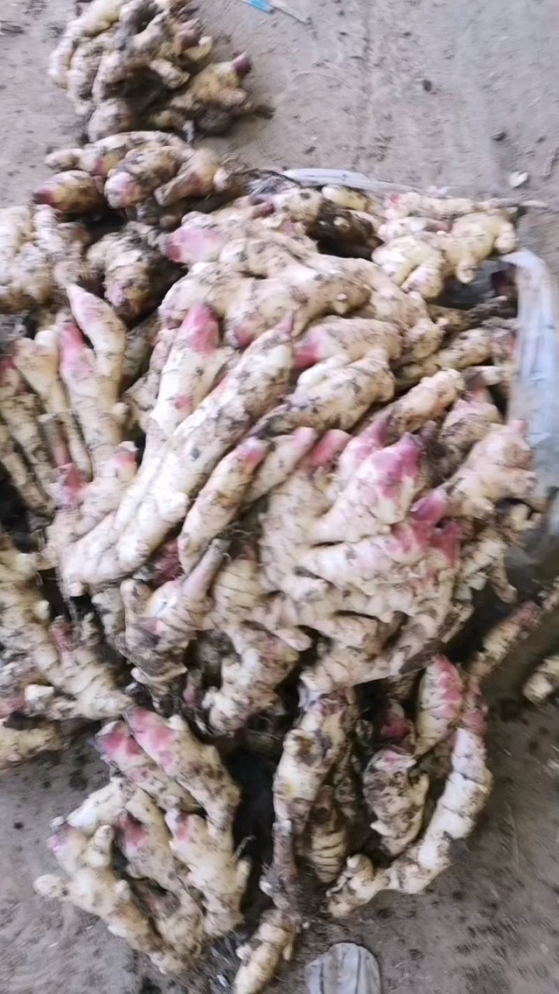 生姜大黄姜！平台电商用货！团购用货常年供应！