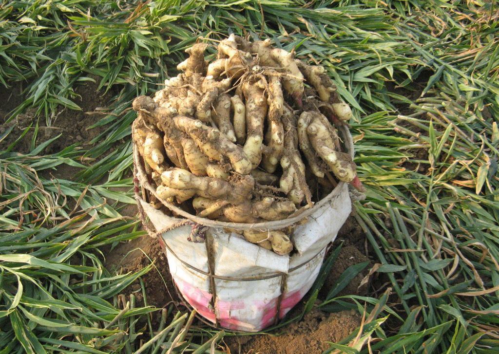 生姜采收过程图,展示人们用手或工具从土中挖出生姜的情景 生姜采收过程图