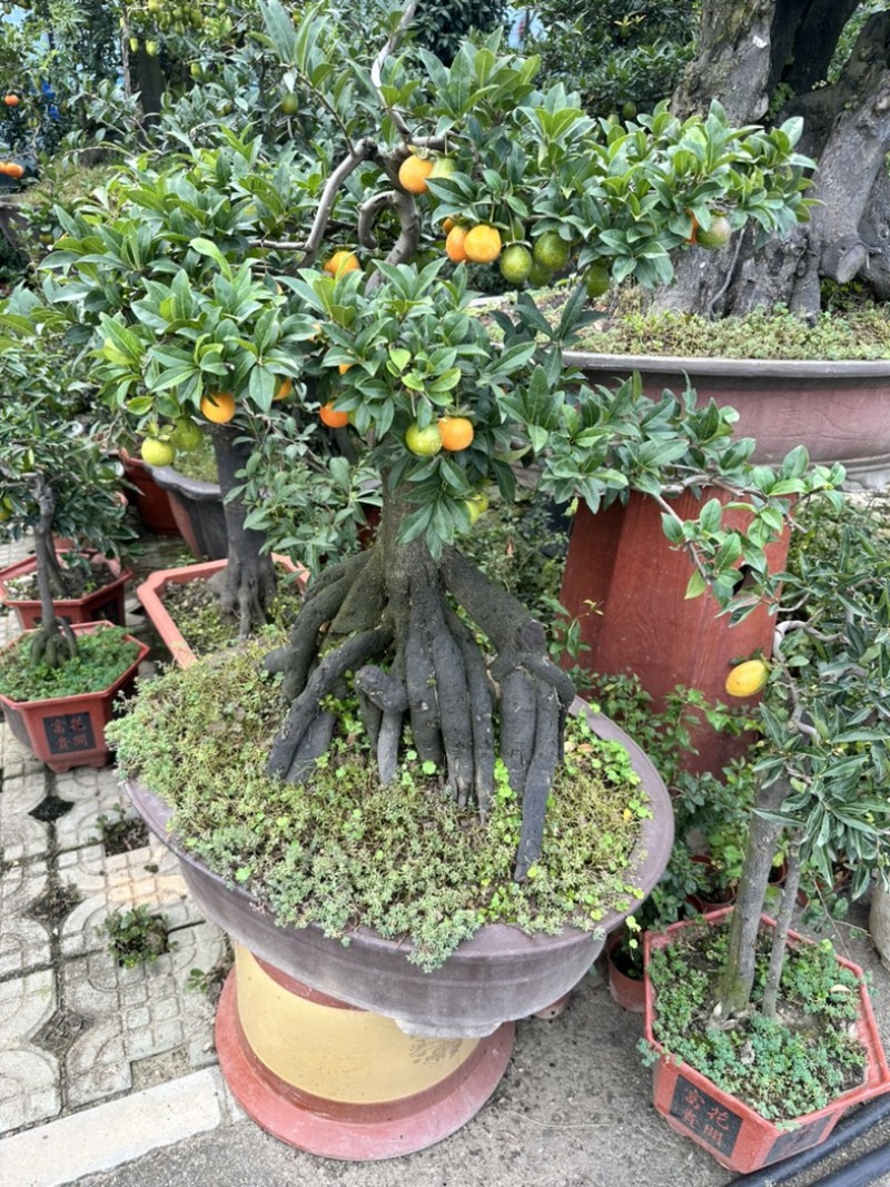 大量批发金蛋子盆景