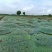 苏州新鲜芡实米鸡头米产地直发品质保证量大从优