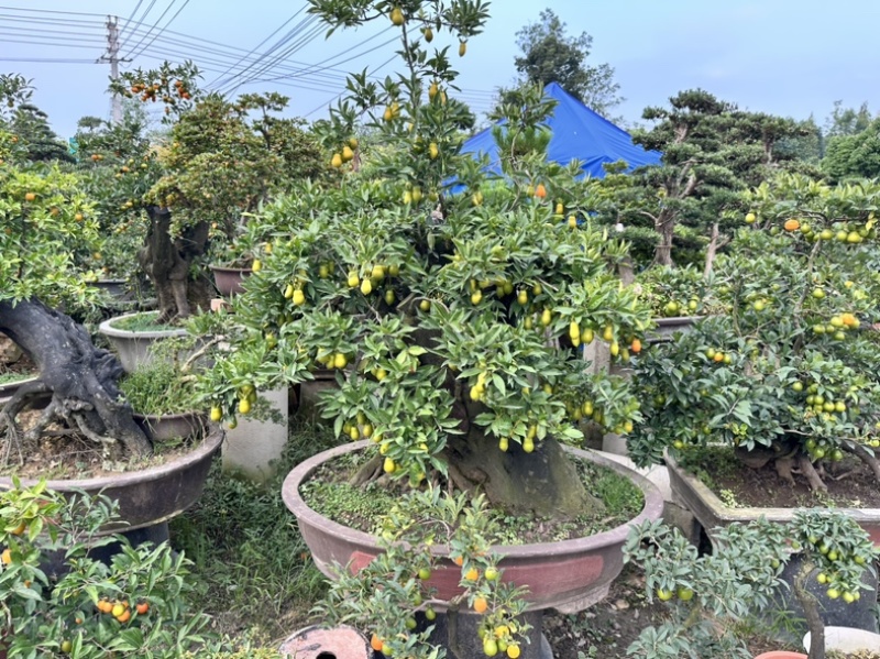 大量批发金蛋子盆景