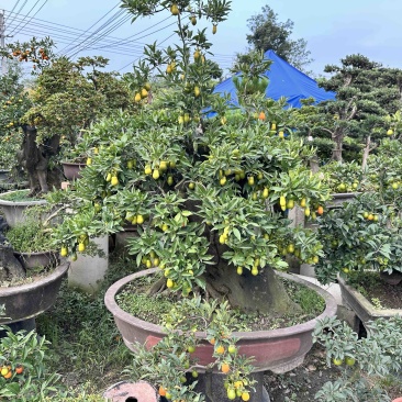 大量批发金蛋子盆景