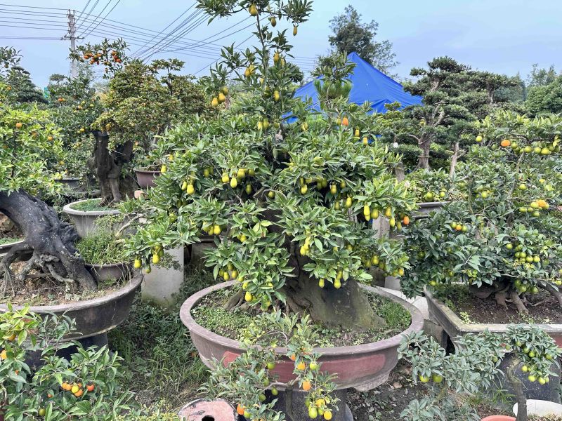 大量批发金蛋子盆景
