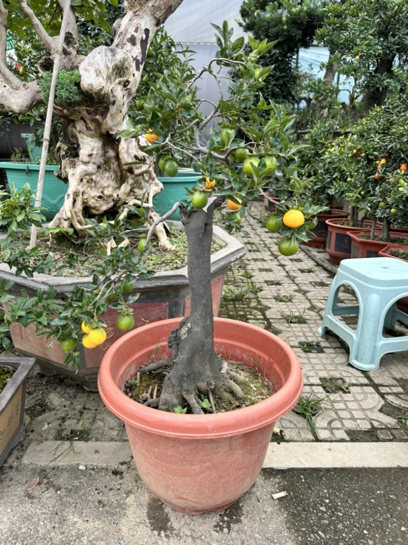 大量批发金蛋子盆景
