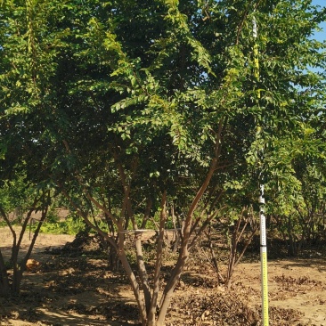丛生朴树北方地区培养4年