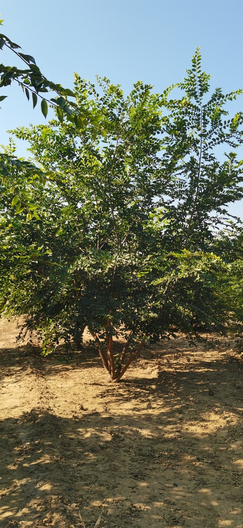 丛生朴树北方地区培养4年